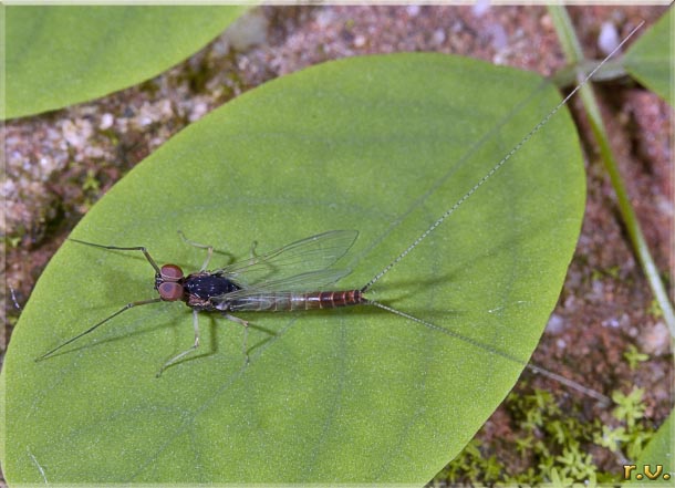  Baetis alpinus  Baetidae 