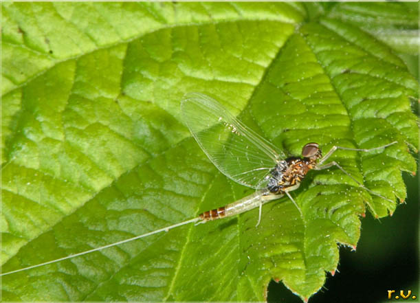  Baetis buceratus  Baetidae 