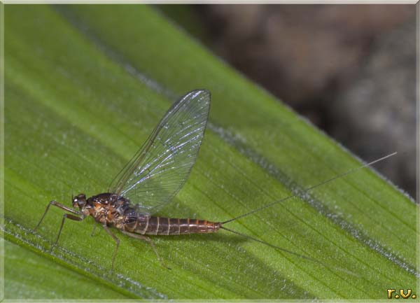  Baetis rhodani  Baetidae 