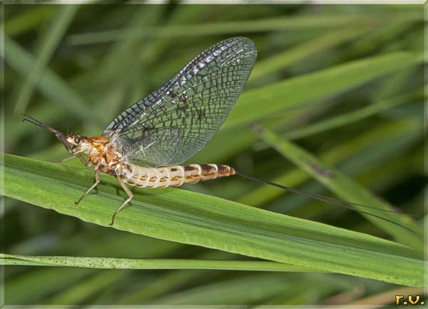  Ephemera danica  Ephemeridae 