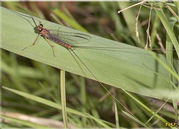  Ephemera vulgata  Ephemeridae 