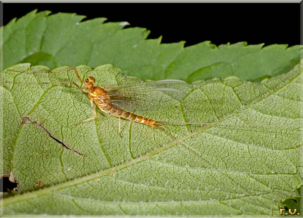  Heptagenia longicauda  Heptageniidae 