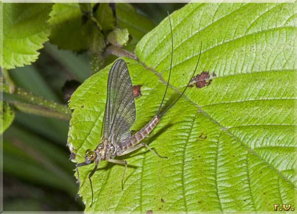  Rhithrogena semicolorata  Heptageniidae 