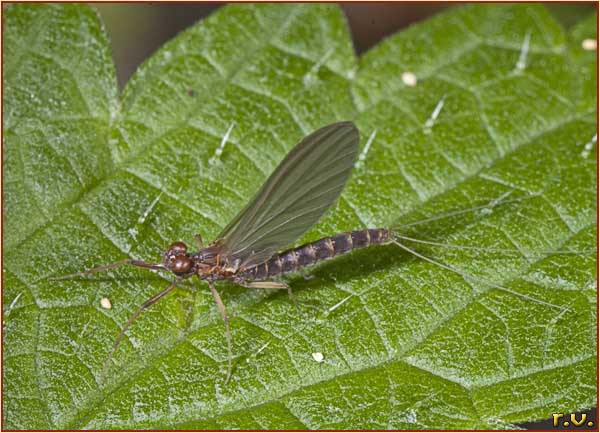  Serratella ignita  Ephemerellidae 