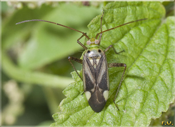 Adelphocoris lineolatus