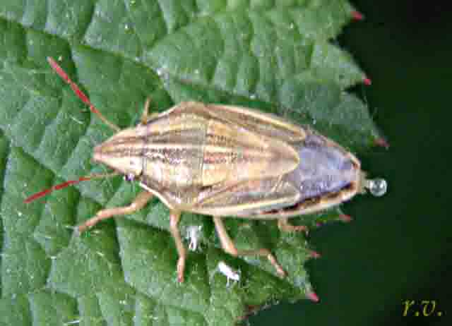  Aelia acuminata  Pentatomidae 