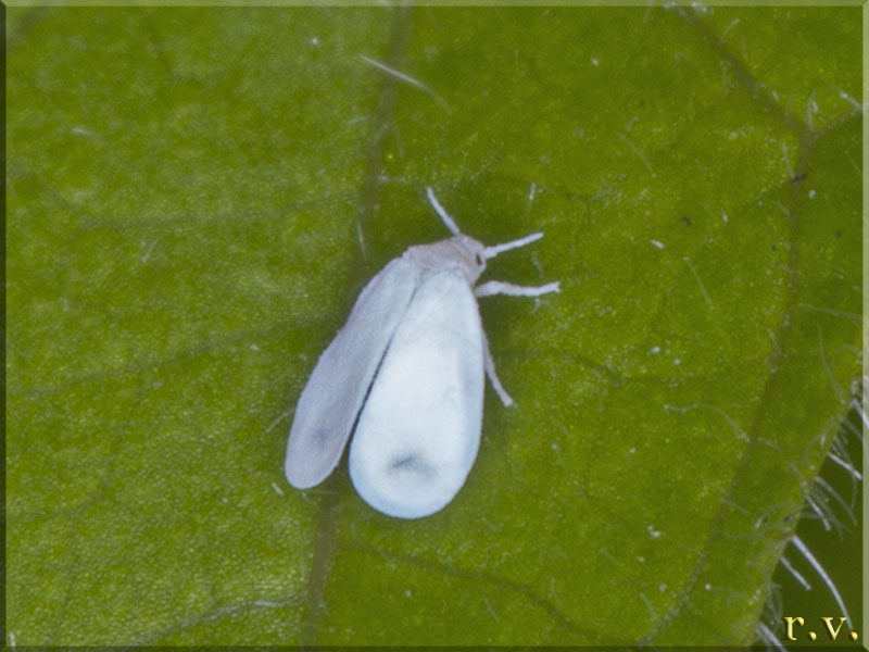  Aleyrodes lonicerae  Aleyrodidae 