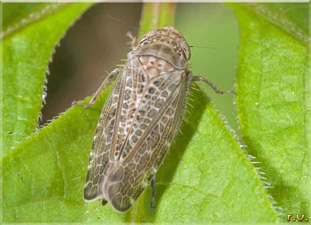  Allygidius commutatus  Cicadellidae 
