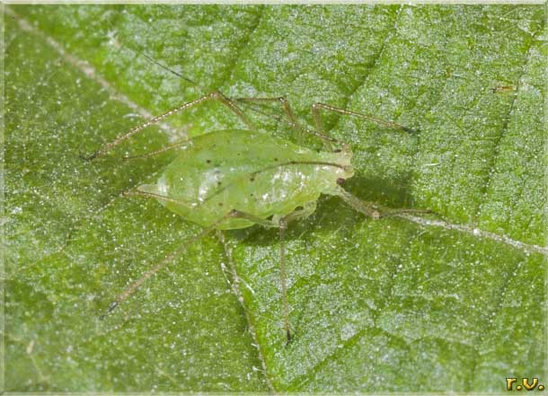  Aphis glycines  Aphididae 