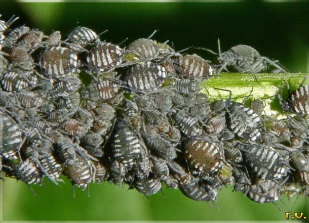  Aphis sambuci  Aphididae 