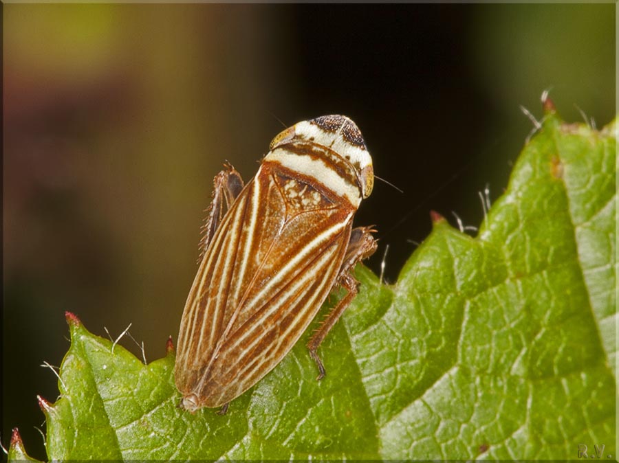  Aphrodes makarovi  Cicadellidae 