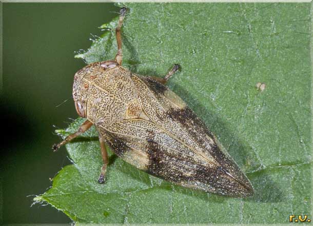 Sputacchina Aphrophora alni  Aphrophoridae 