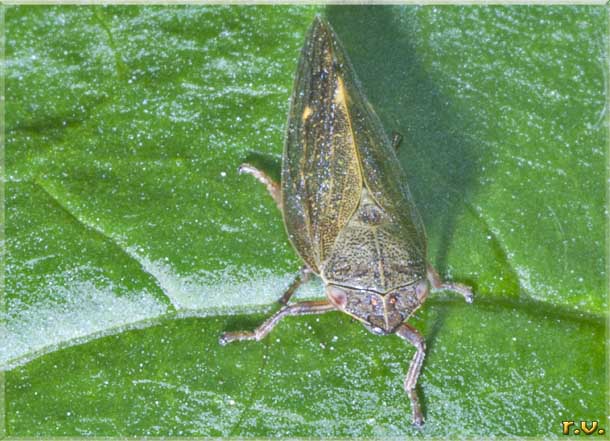  Aphrophora salicina  Aphrophoridae 