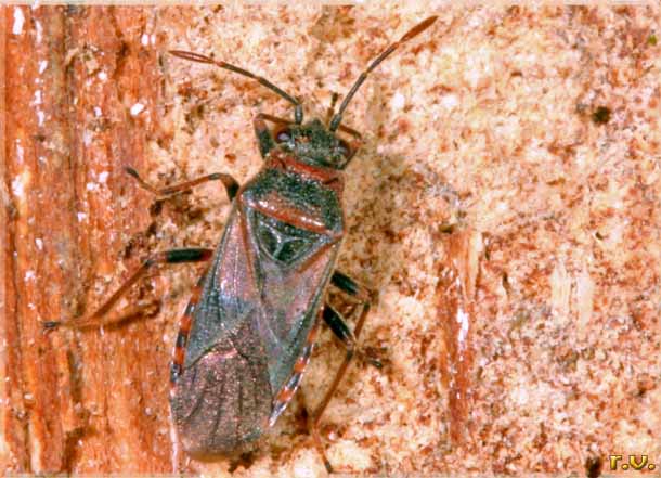 Arocatus melanocephalus