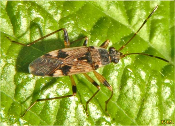  Beosus maritimus  Lygaeidae 
