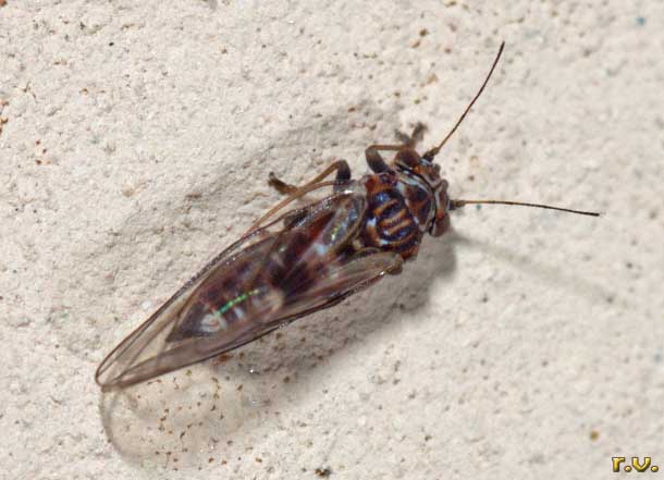  Cacopsylla brunneipennis  Psyllidae 