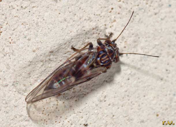 Cacopsylla brunneipennis