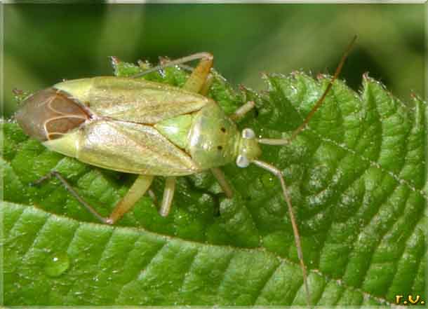  Calocoris norwegicus  Miridae 