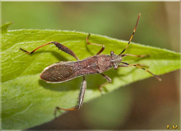  Camptopus lateralis  Alydidae 