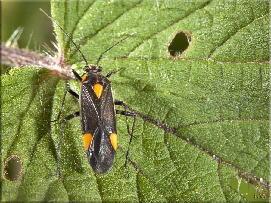  Capsodes gothicus  Miridae 