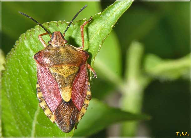  Carpocoris fuscispinus  Pentatomidae 