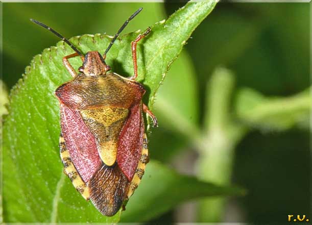 Carpocoris fuscispinus