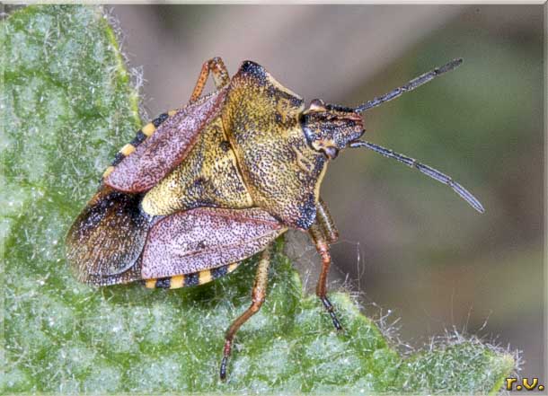  Carpocoris mediterraneus  Pentatomidae 