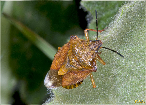 cimice dei campi Carpocoris pudicus  Pentatomidae 