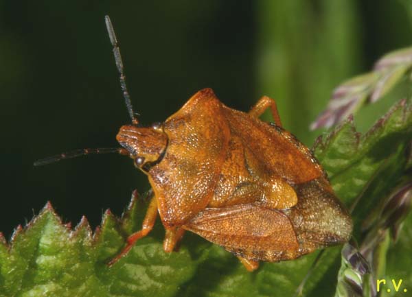  Carpocoris purpureipennis  Pentatomidae 