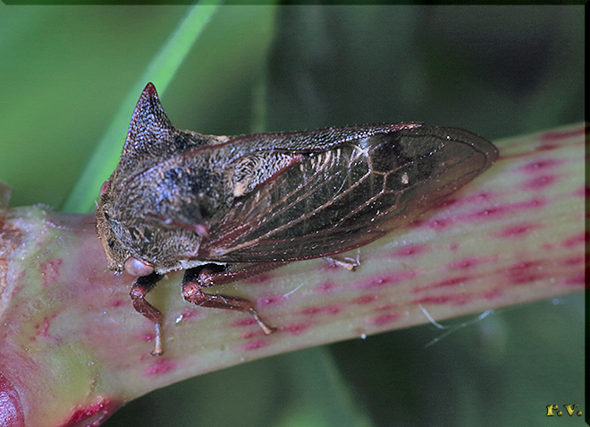 Diavolino Centrotus cornutus  Membracidae 