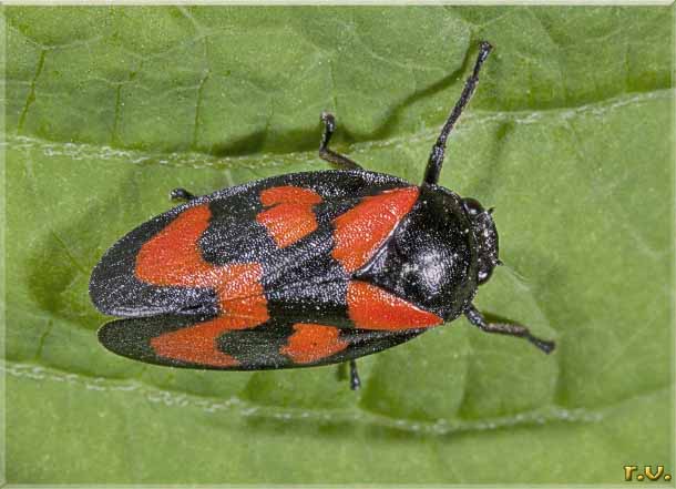  Cercopis sanguinolenta  Cercopidae 