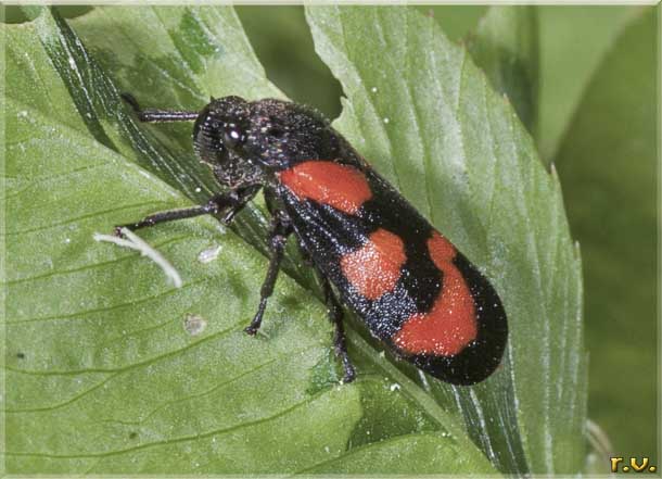  Cercopis vulnerata  Cercopidae 