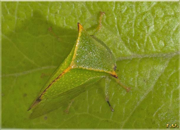  Ceresa alta  Membracidae 
