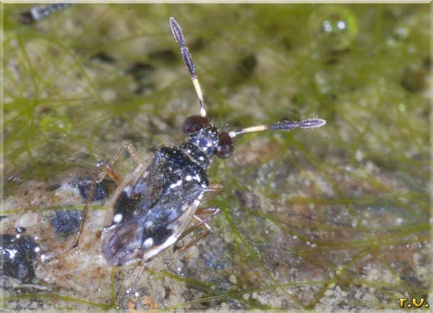  Chartoscirta cincta  Saldidae 