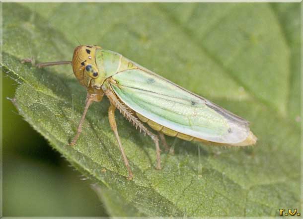  Cicadella viridis  Cicadellidae 