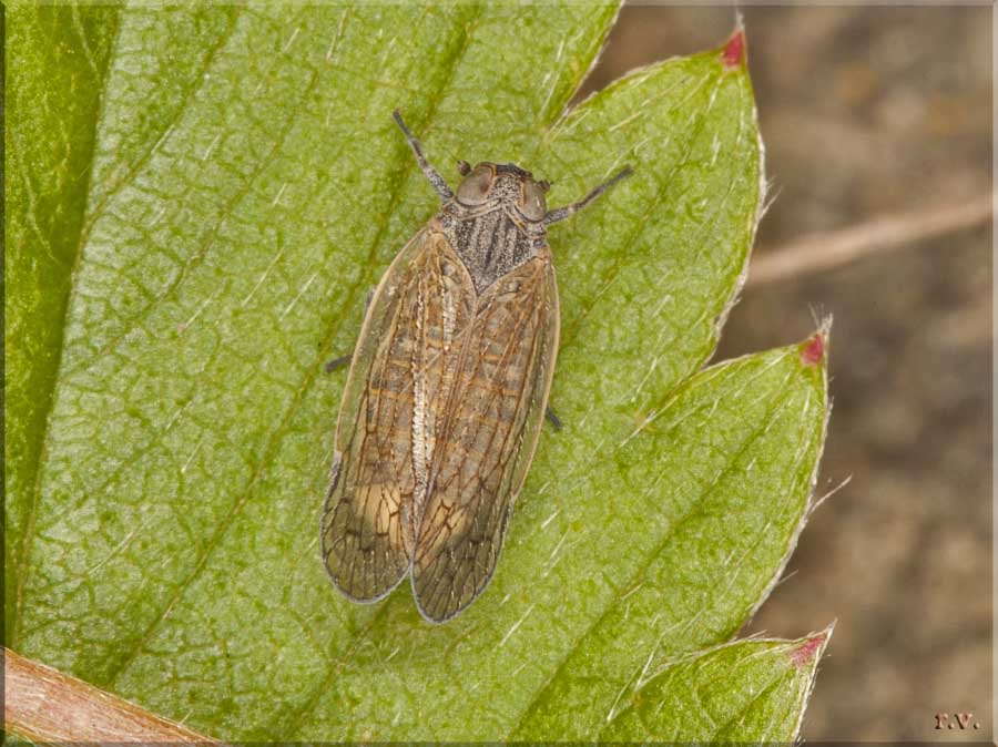  Cixiidae reptalus  Cixiidae 