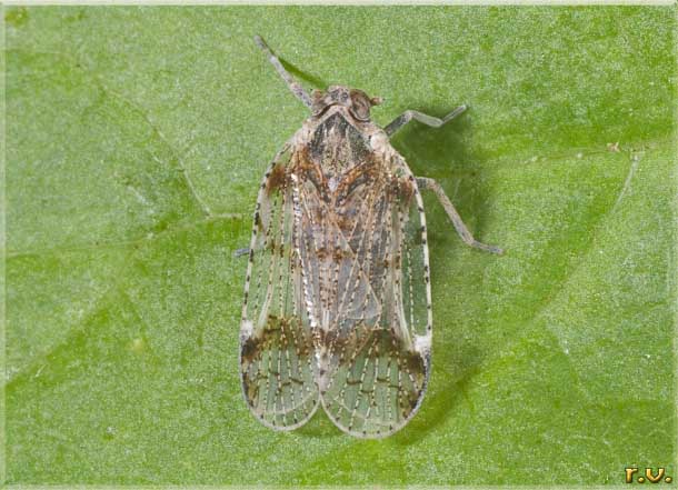  Cixius nervosus  Cixiidae 