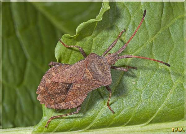  Coreus marginatus  Coreidae 