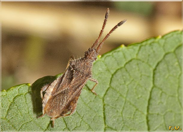  Coriomeris denticulatus  Coreidae 