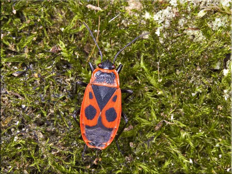  Corizus hyoscyami  Rhopalidae 