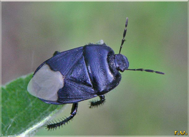  Cydnus aterrimus  Cydnidae 