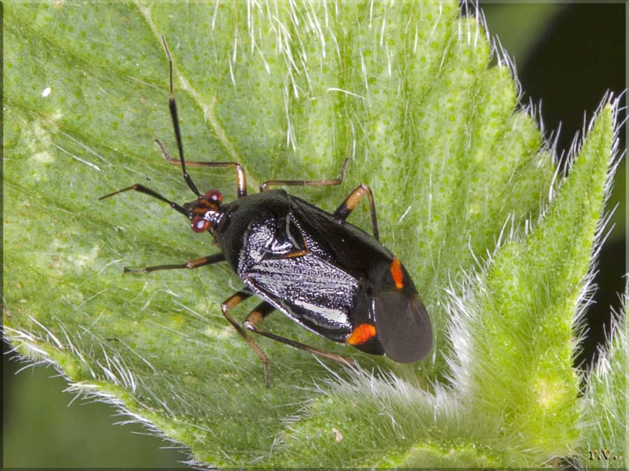  Deraeocoris ruber  Miridae 