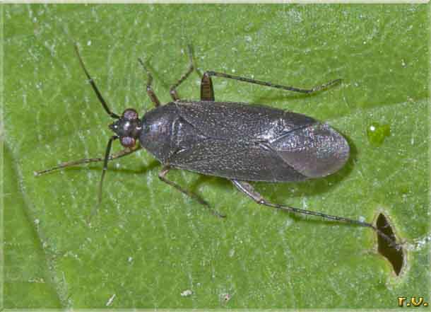  Deraeocoris scutellaris  Miridae 