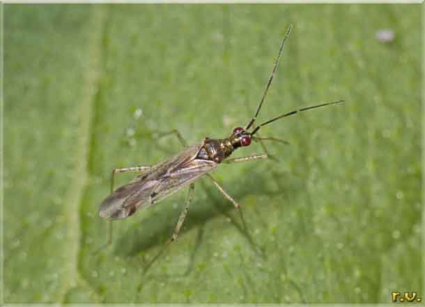  Dicyphus epilobii  Miridae 