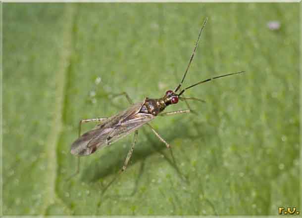 Dicyphus epilobii