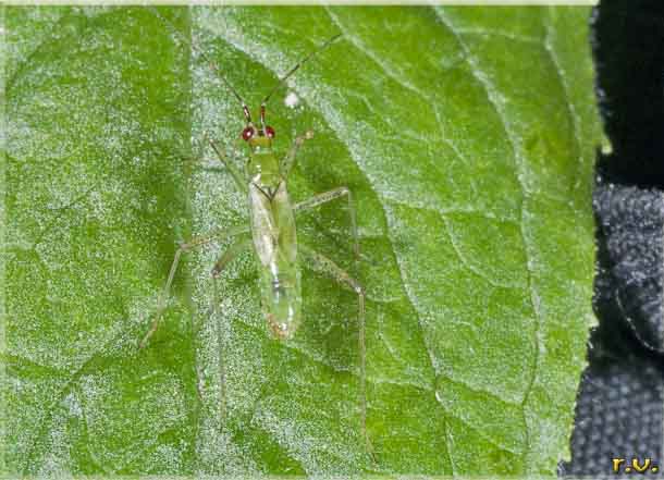  Dicyphus stachydis  Miridae 