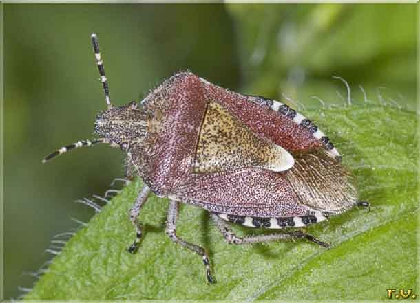 cimice delle bacche Dolycoris baccarum  Pentatomidae 