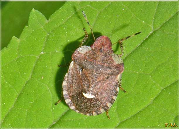  Dyroderes umbraculatus  Pentatomidae 