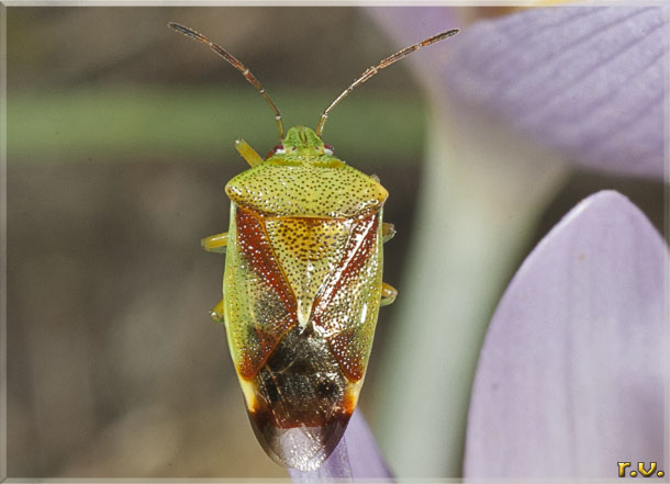  Elasmostethus interstinctus  Acanthosomatidae 