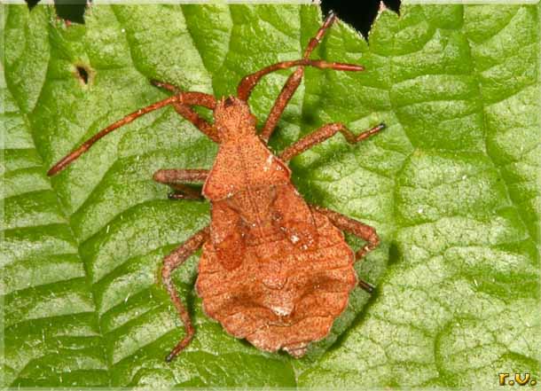  Enoplops scapha  Coreidae 